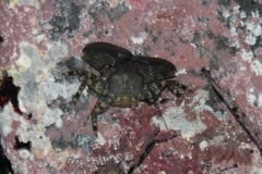 Petrolisthes manimaculis