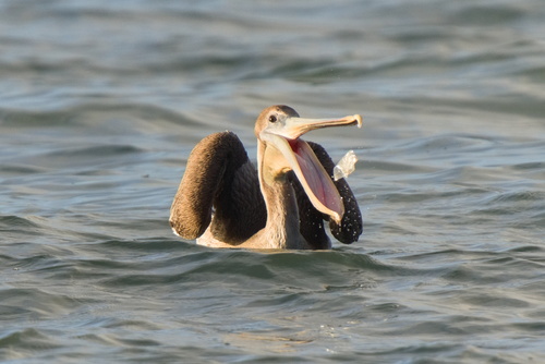 Brown Pelican photographed in California