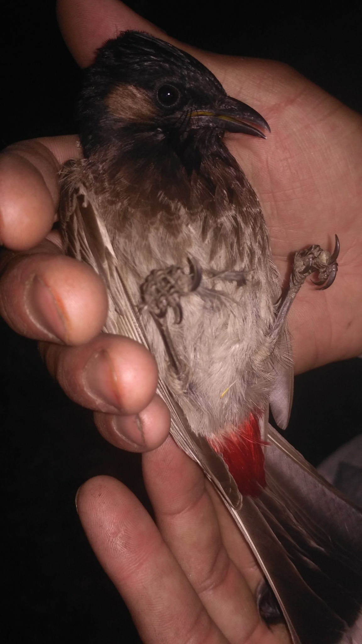 Red-vented Bulbul