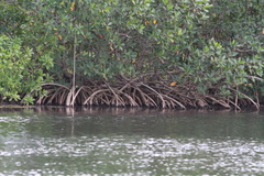 Rhizophora mangle image