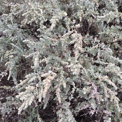 Atriplex nummularia