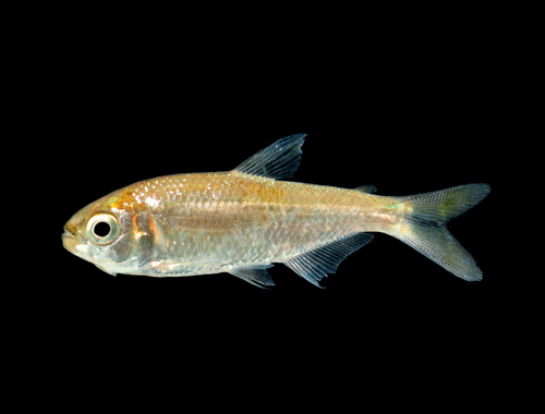 Texan Tetra