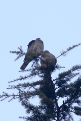 Patagioenas fasciata