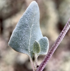Atriplex nummularia