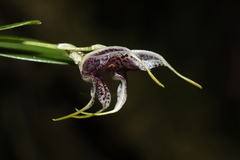 Masdevallia amanda