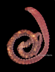 Scyphoproctus oculatus