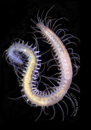 Representative image of Syllis