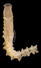 Phyllochaetopterus prolifica