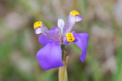 Hesperoxiphion herrerae