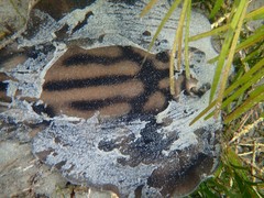 Urolophus cruciatus
