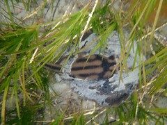 Urolophus cruciatus