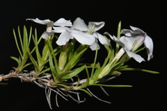 Phlox multiflora