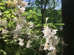 Rhododendron canescens