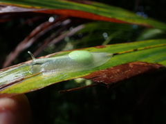 Gaeotis nigrolineata