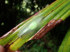 Gaeotis nigrolineata