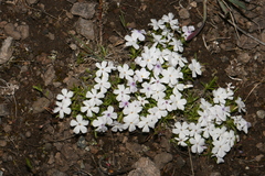 Phlox multiflora