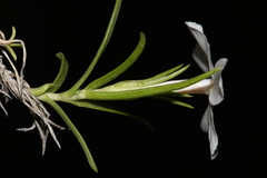 Phlox multiflora