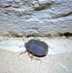 Discocephalinae