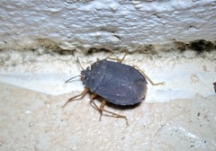 Discocephalinae