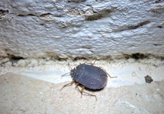 Discocephalinae