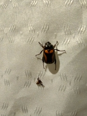 Oryctomorphus bimaculatus