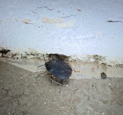 Discocephalinae