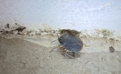 Discocephalinae