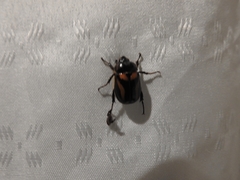 Oryctomorphus bimaculatus