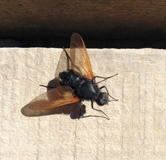 Satyramoeba hetrusca