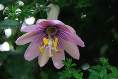 Passiflora pinnatistipula