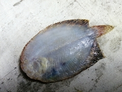 Trinectes maculatus