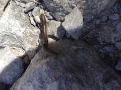 Pachyiulus asiaeminoris