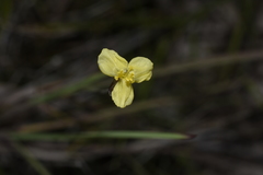 Xyris subulata