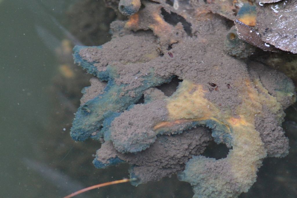 Lobate sponge
