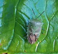 Piezosternum subulatum
