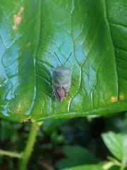 Piezosternum subulatum