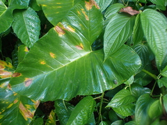 Piezosternum subulatum