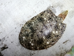 Trinectes maculatus