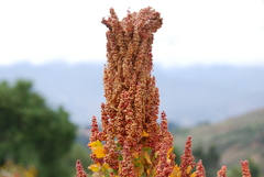 Chenopodium quinoa