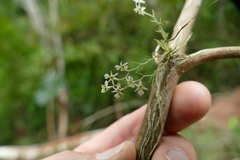 Phymatidium delicatulum