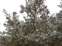 Conocarpus erectus sericeus