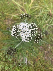 Achillea millefolium