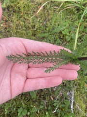 Achillea millefolium