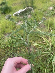 Achillea millefolium