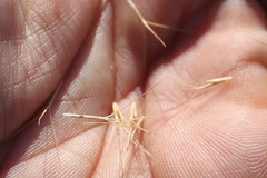 Aristida ramosa