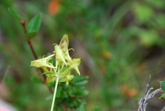 Halenia umbellata