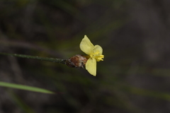 Xyris subulata