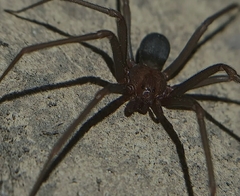 Loxosceles amazonica