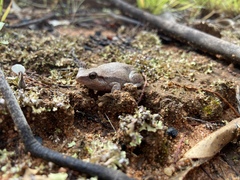 Litoria rubella