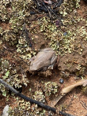Litoria rubella